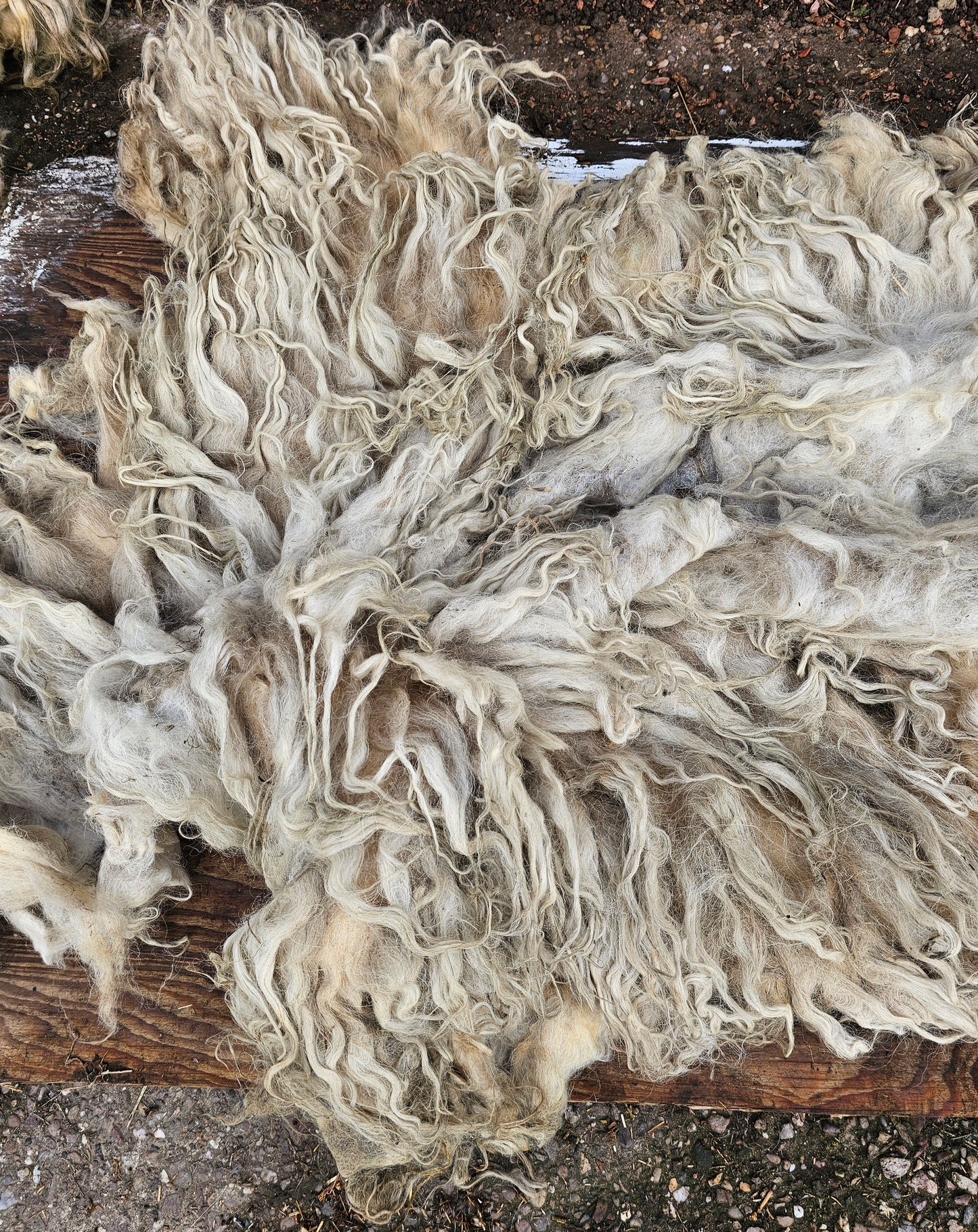 Valais Blacknose x Whole Raw Lambswool fleece (Miss Le-strange)
