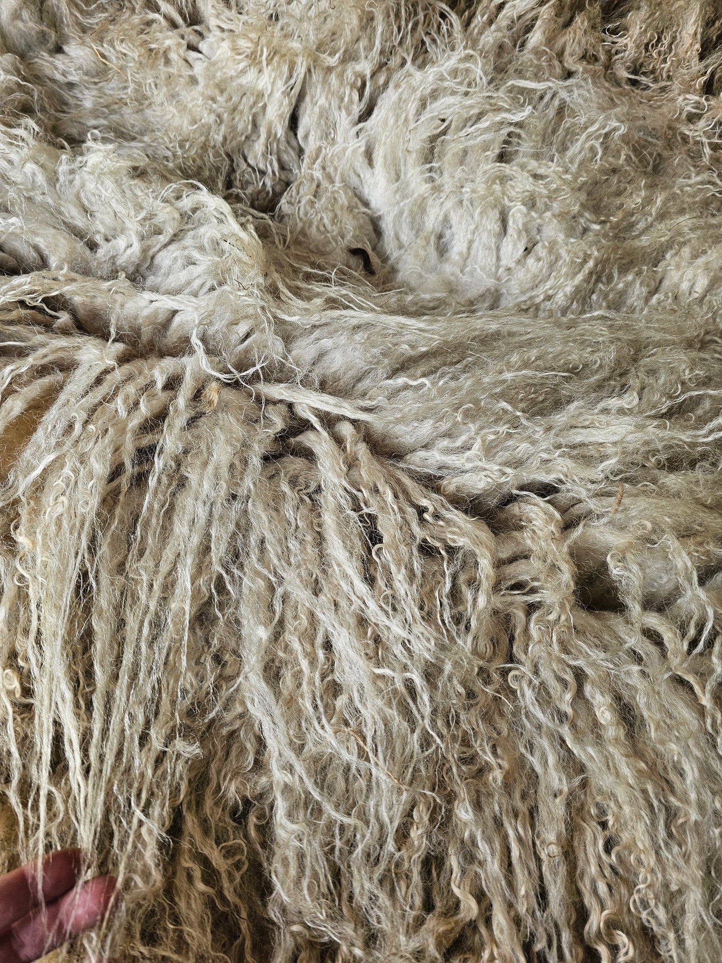 Valais Blacknose whole fleece (cotted) Raw
