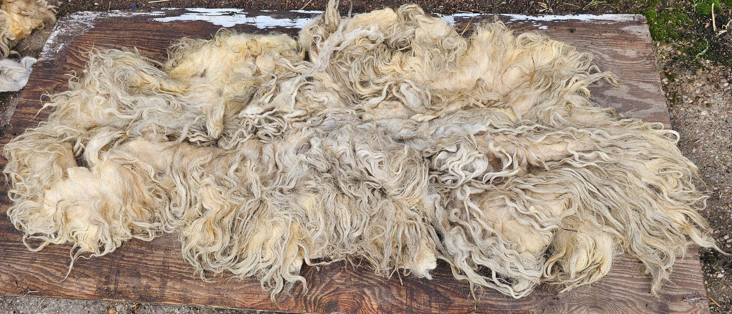 Dartmoor Whole Raw Sheeps wool fleece (Bahbra)