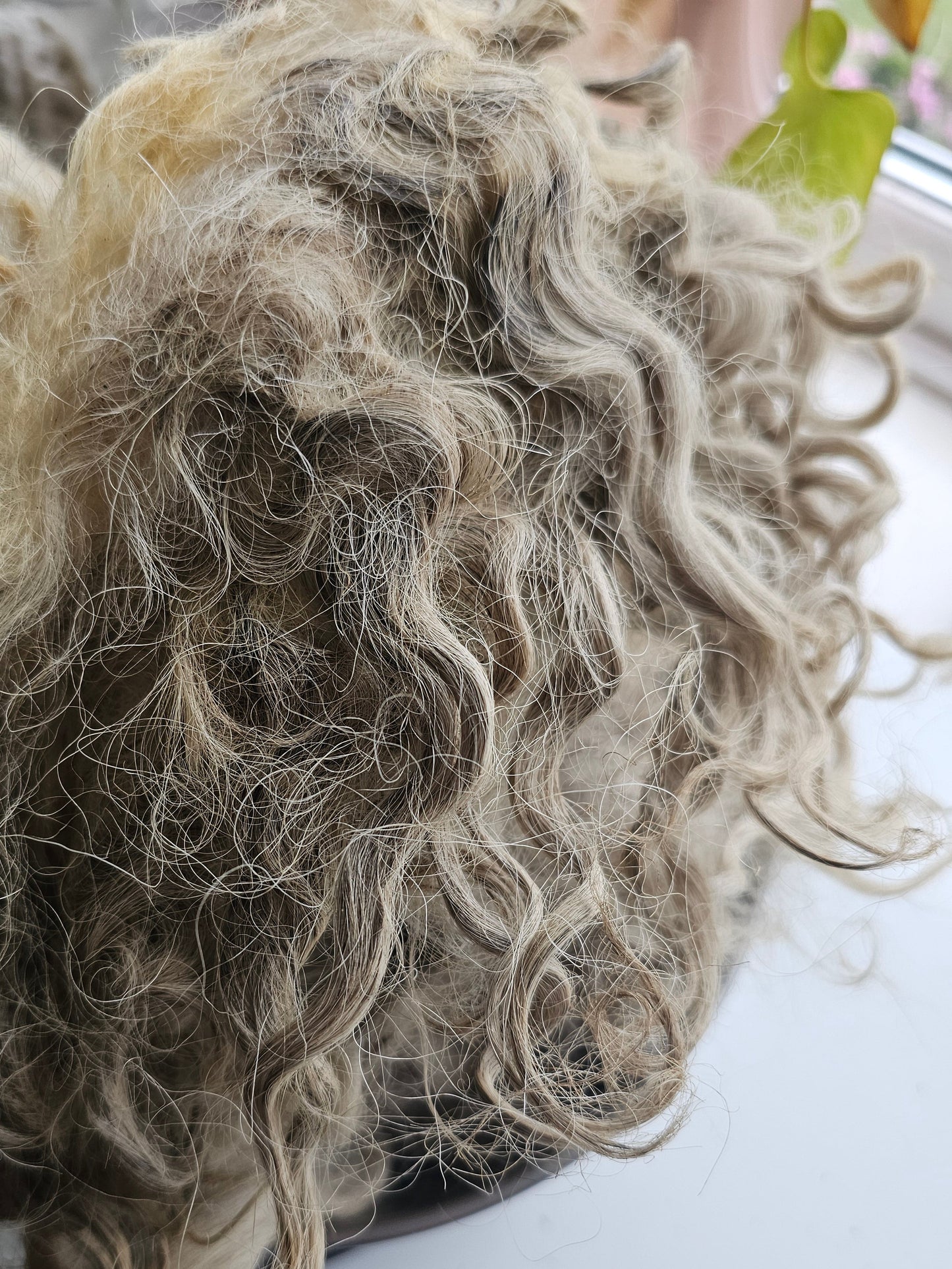 Unwashed raw greyfaced dartmoor wool