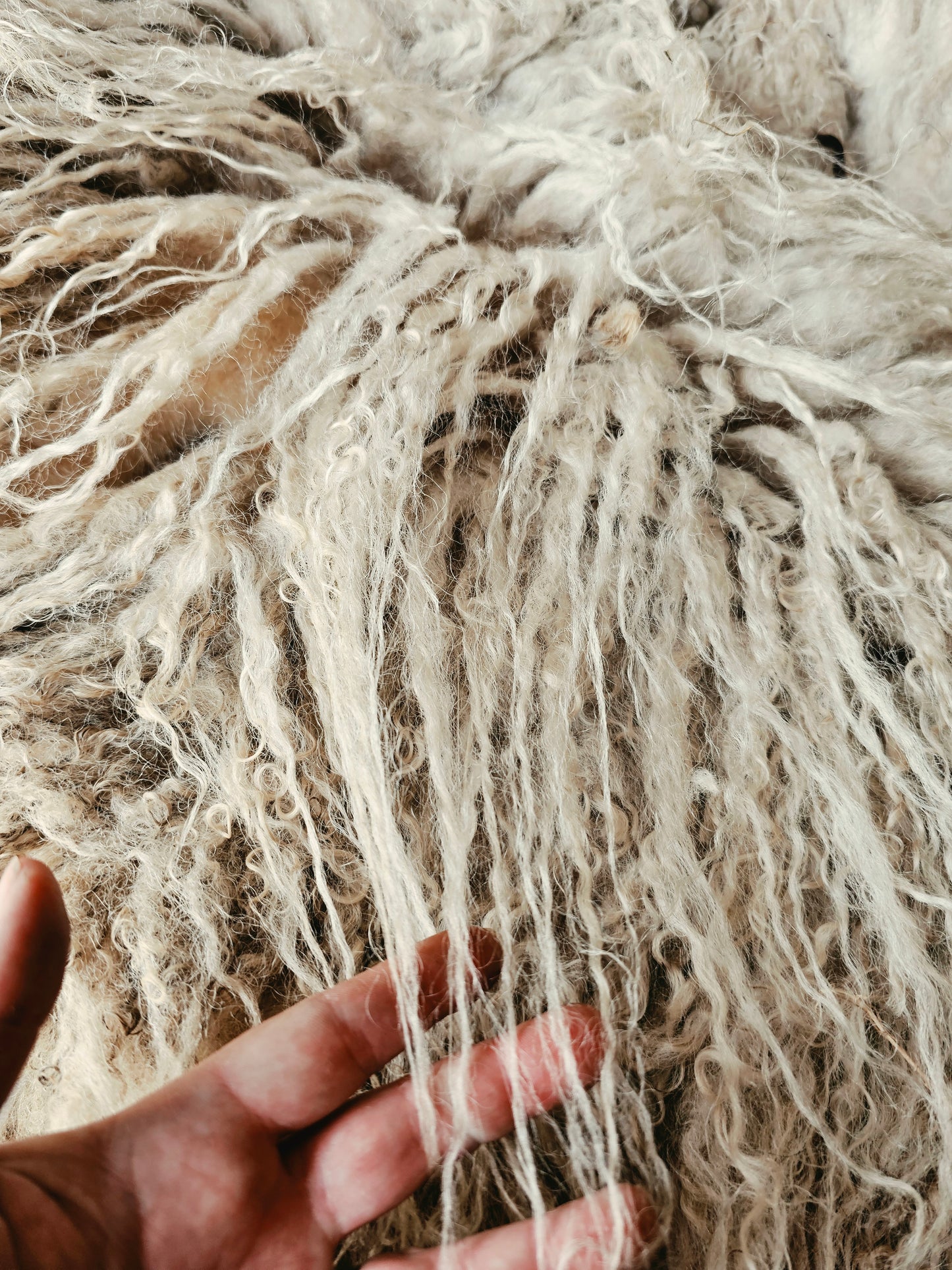 Valais Blacknose whole fleece (cotted) Raw