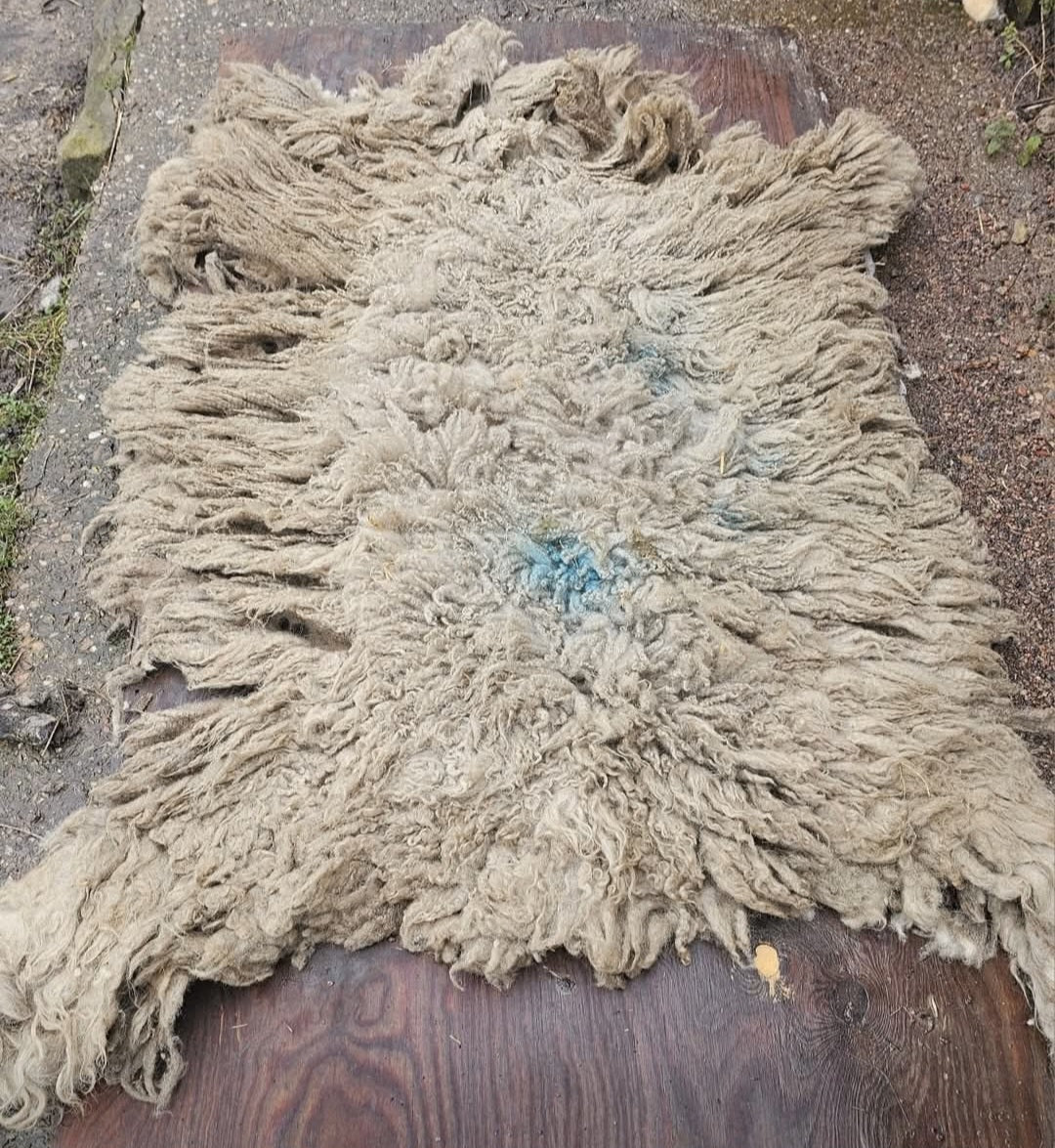 Cotted Mule- Whole Raw sheep fleece for crafts (felted)