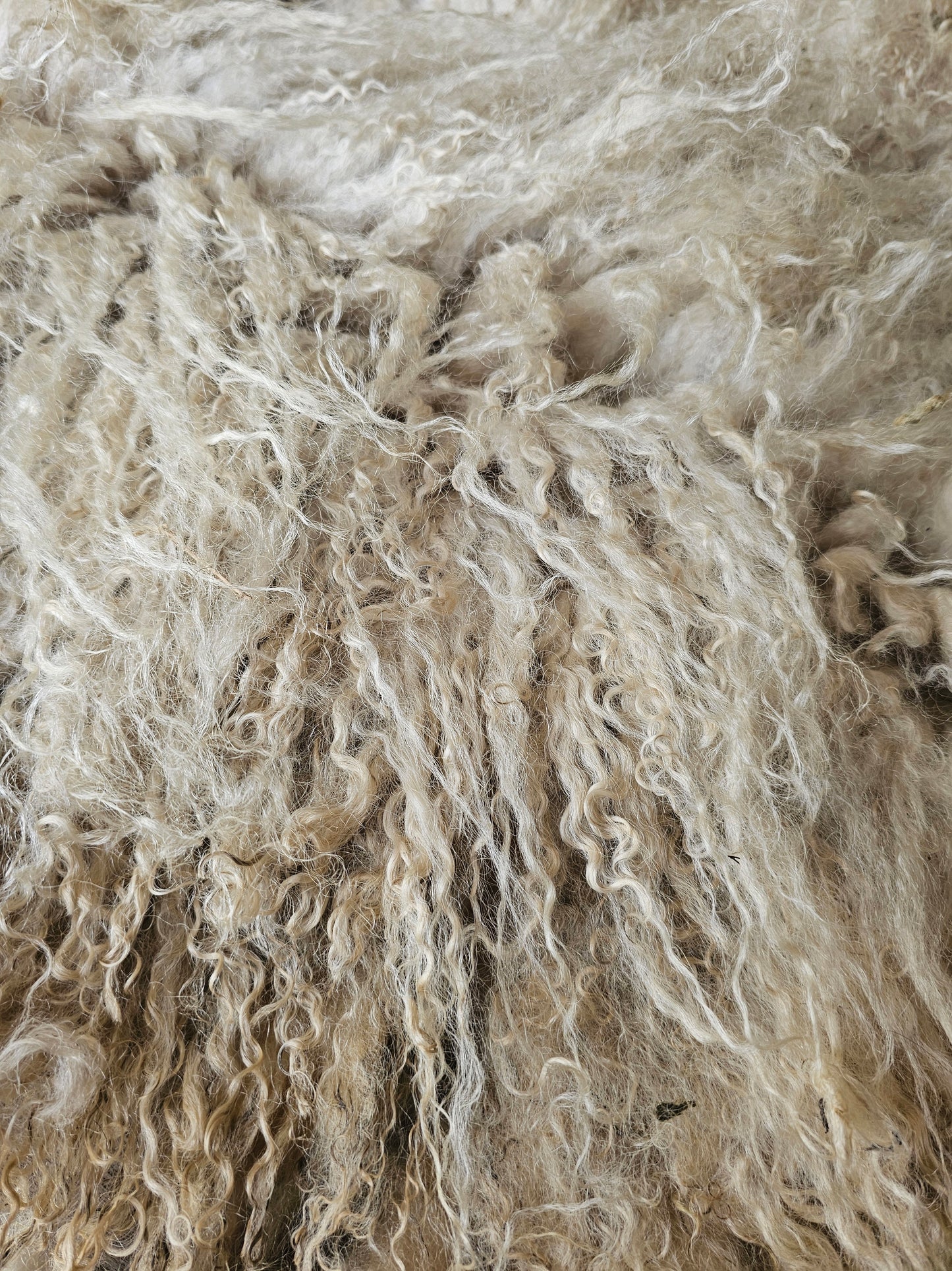 Valais Blacknose whole fleece (cotted) Raw