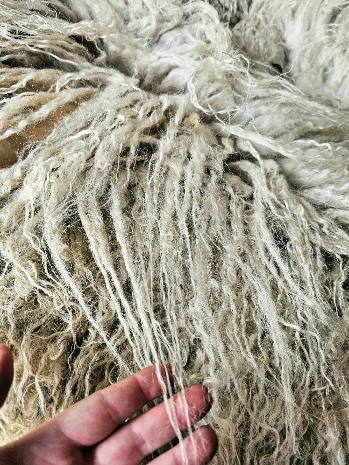 Valais Blacknose whole fleece (cotted) Raw