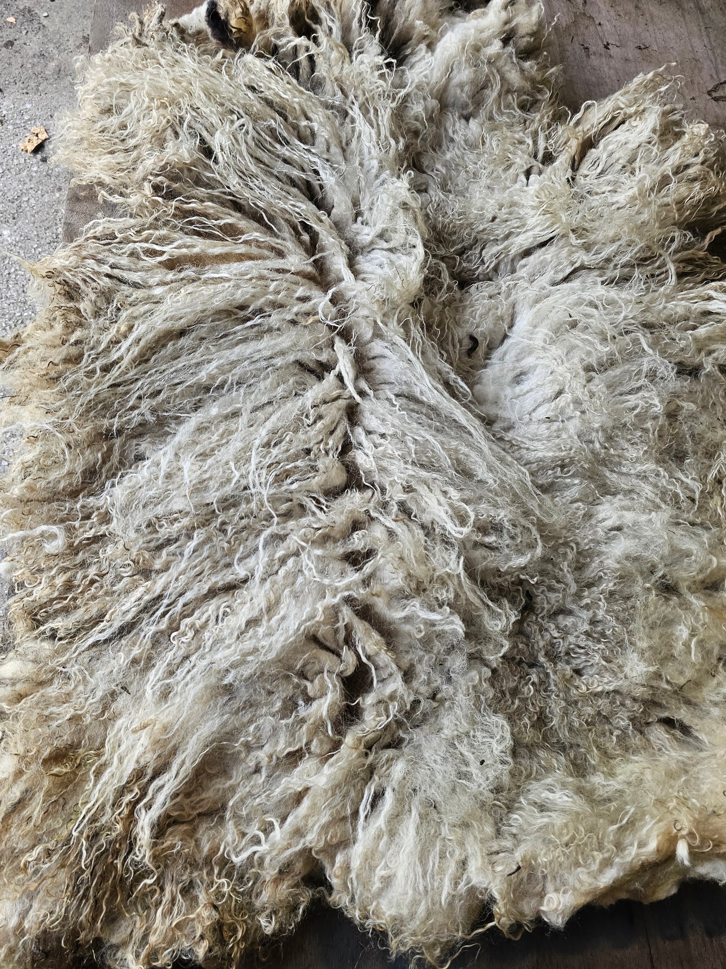 Valais Blacknose whole fleece (cotted) Raw