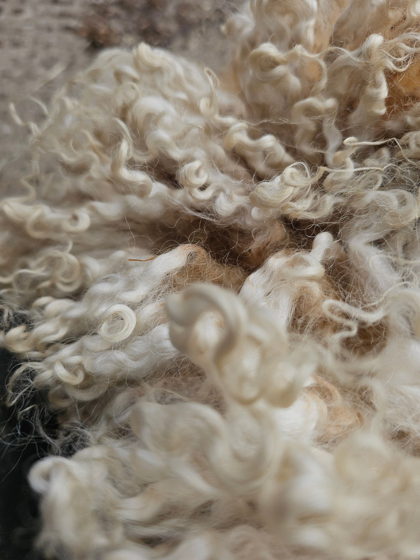 Cotswold wool locks. Spinning, felting, dolls hair. (Raw wool/unwashed)