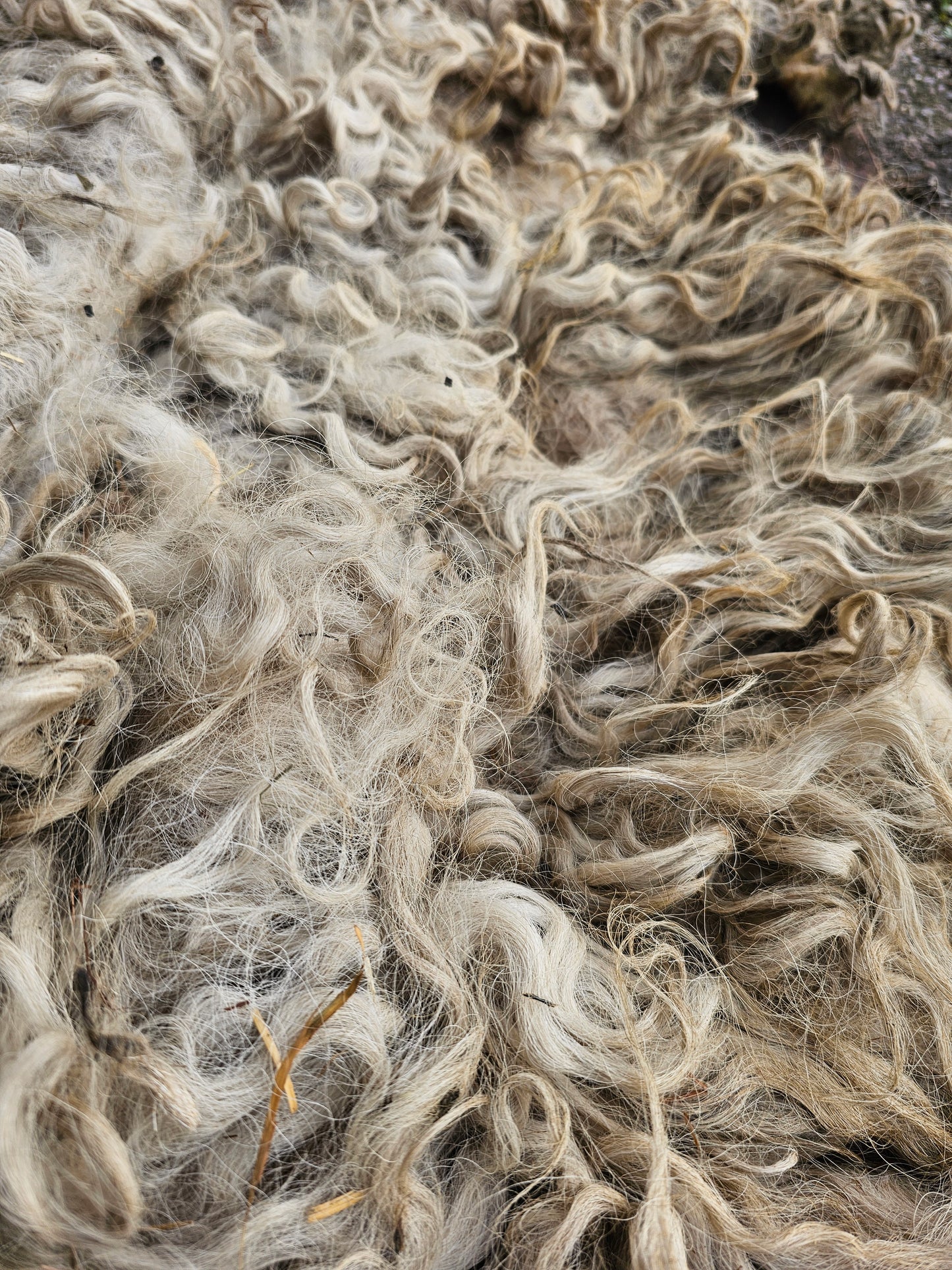 Greyfaced Dartmoor Whole Raw Lambswool fleece (Baby D)
