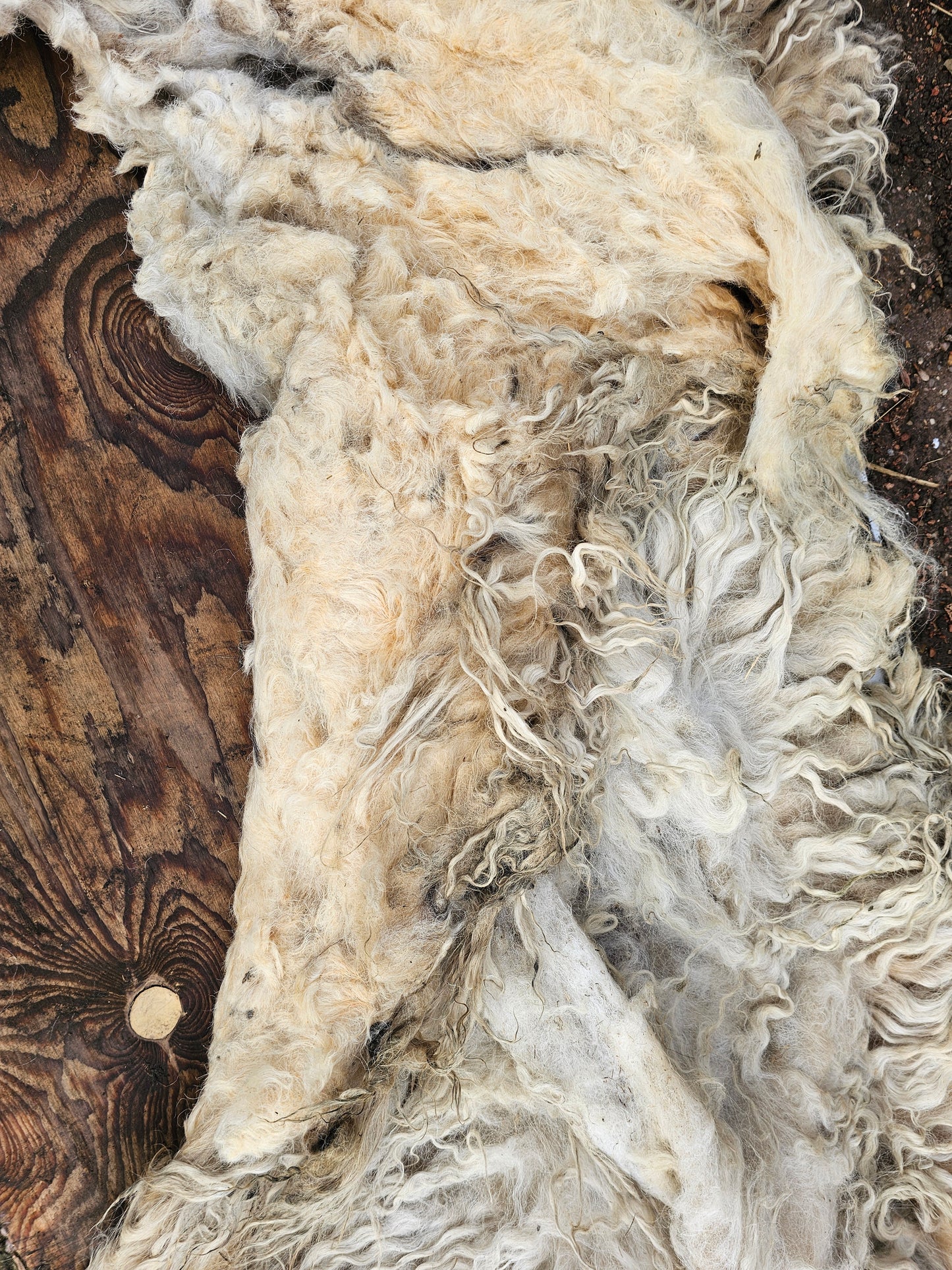 Valais Blacknose x Whole Raw Lambswool fleece (Miss Le-strange)