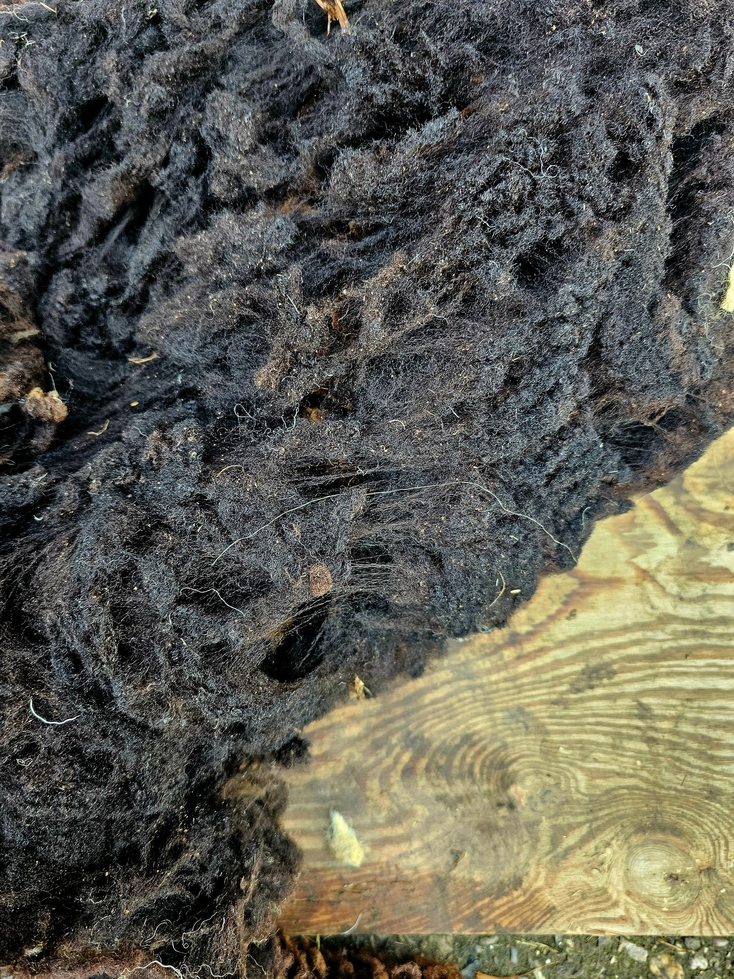 Zwartble Whole Raw Lambswool fleece (Baby Z)