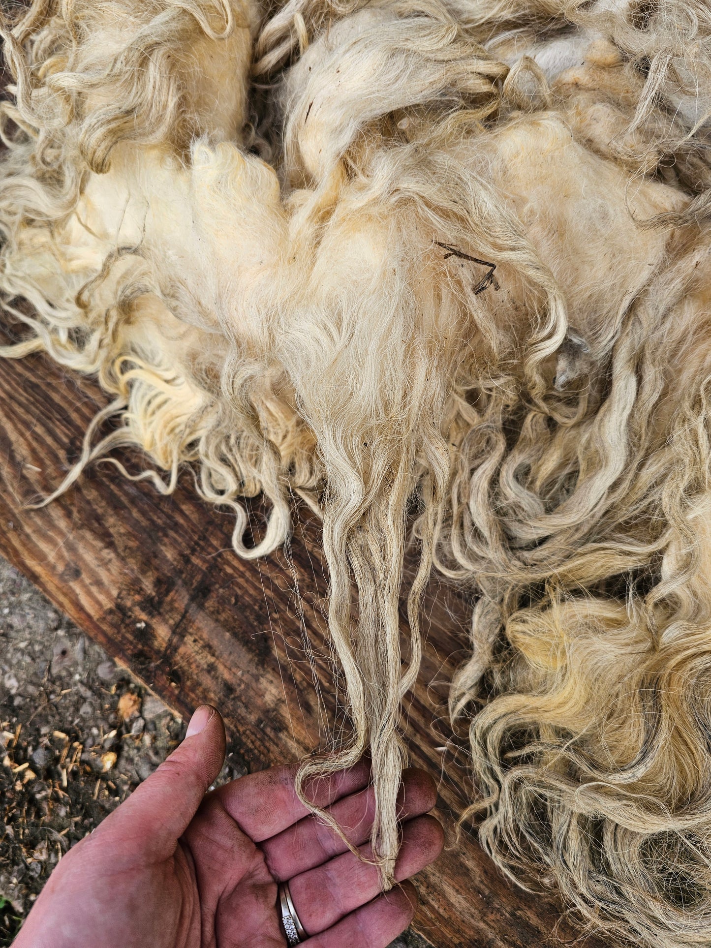 Dartmoor Whole Raw Sheeps wool fleece (Bahbra)