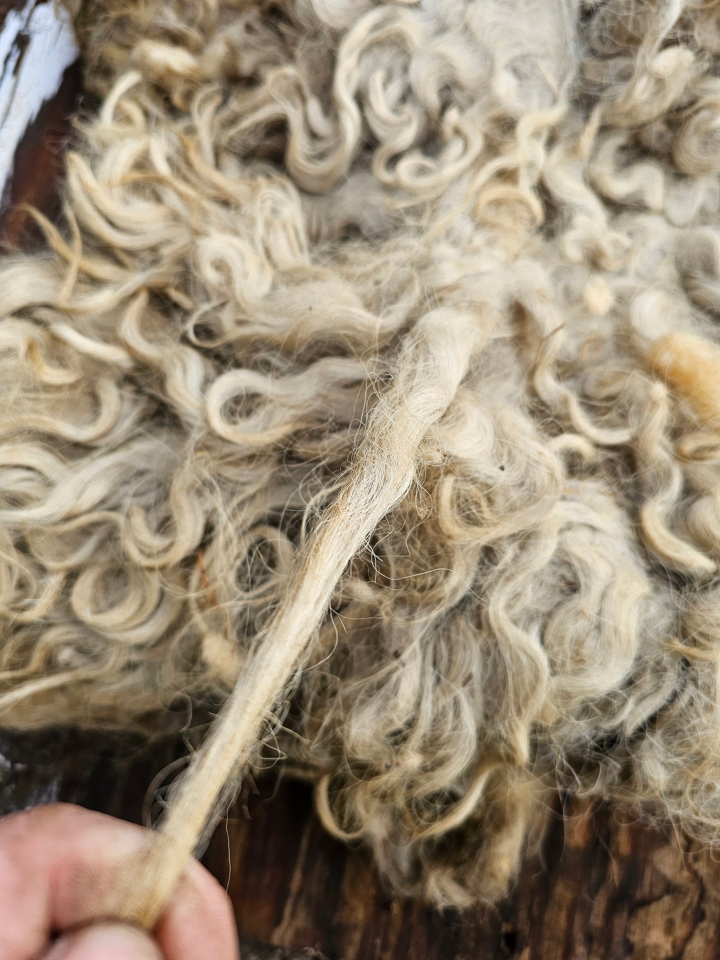 Greyfaced Dartmoor Whole Raw Lambswool fleece (Baby D)
