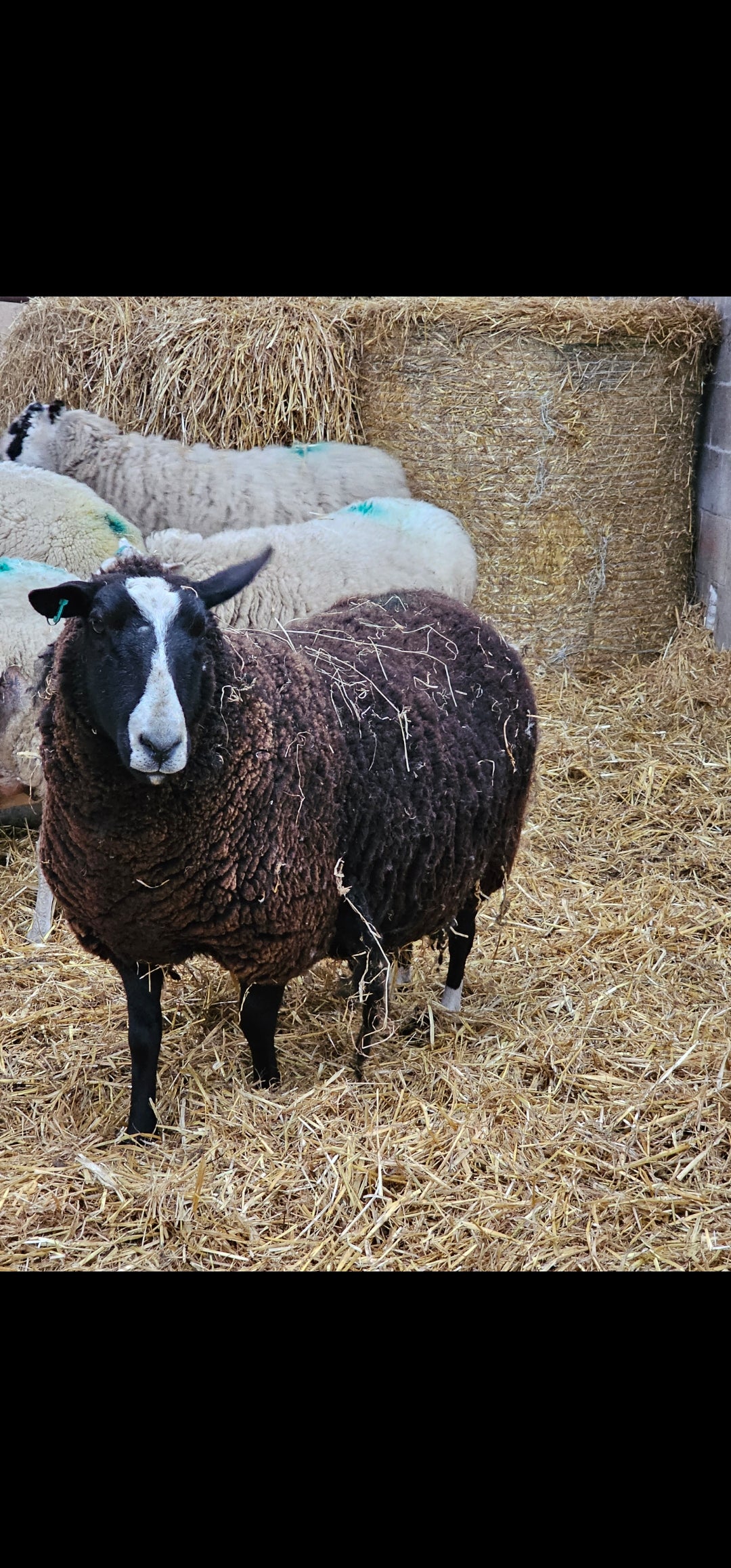 Zwartble Whole Raw Lambswool fleece (Baby Z)