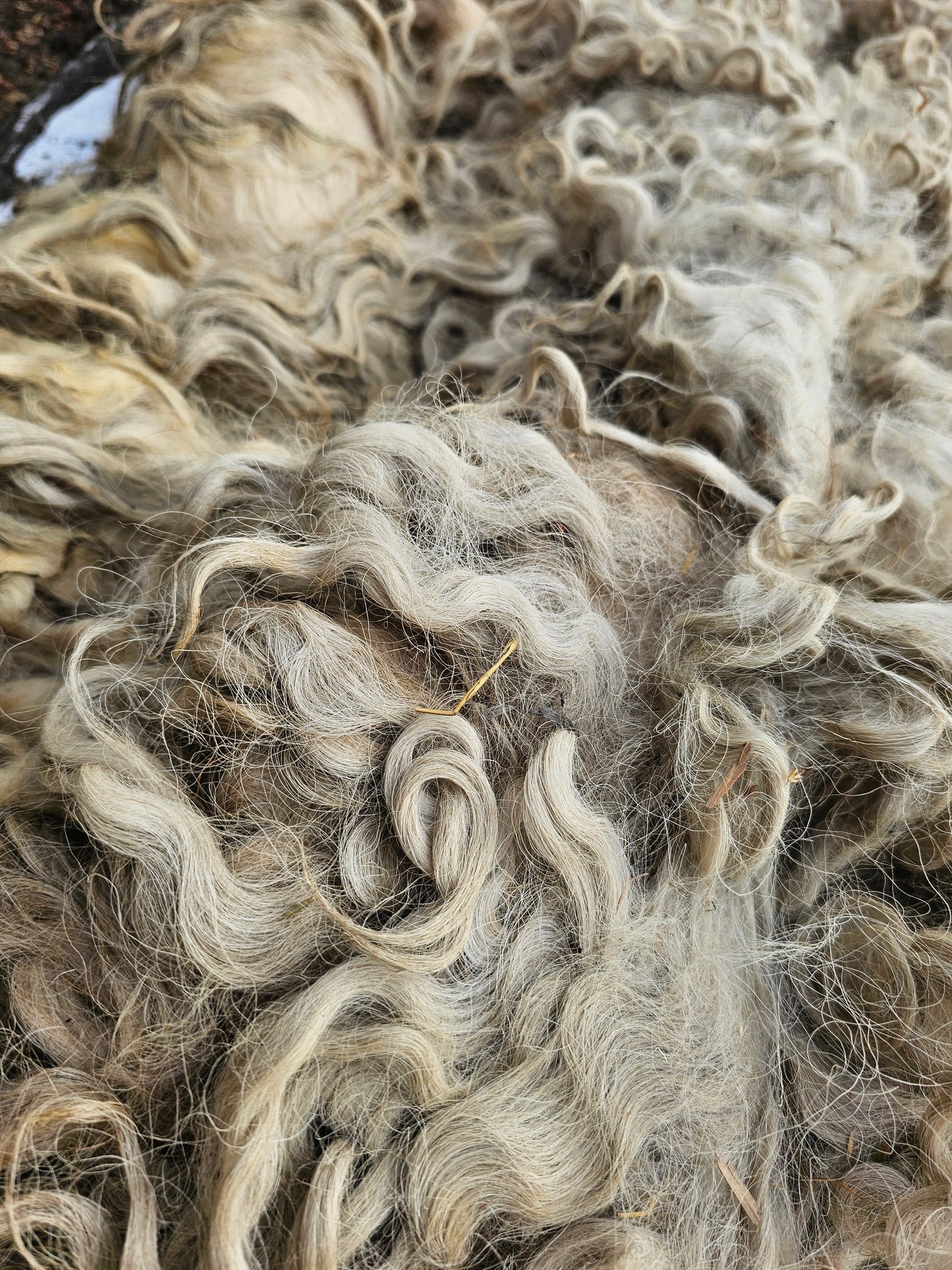 Greyfaced Dartmoor Whole Raw Lambswool fleece (Baby D)