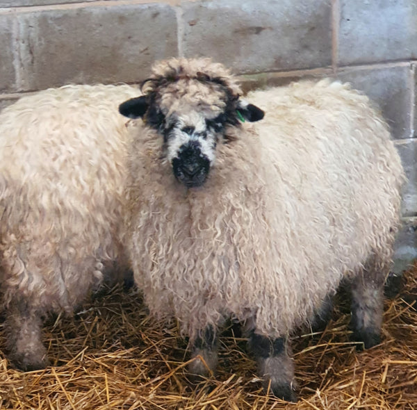 Valais Blacknose x Whole Raw Lambswool fleece (Miss Le-strange)
