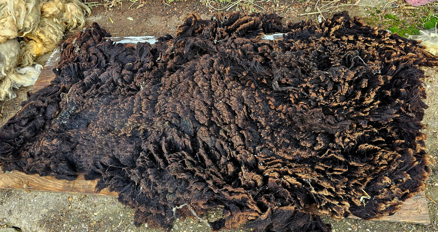 Zwartble Whole Raw Lambswool fleece (Baby Z)