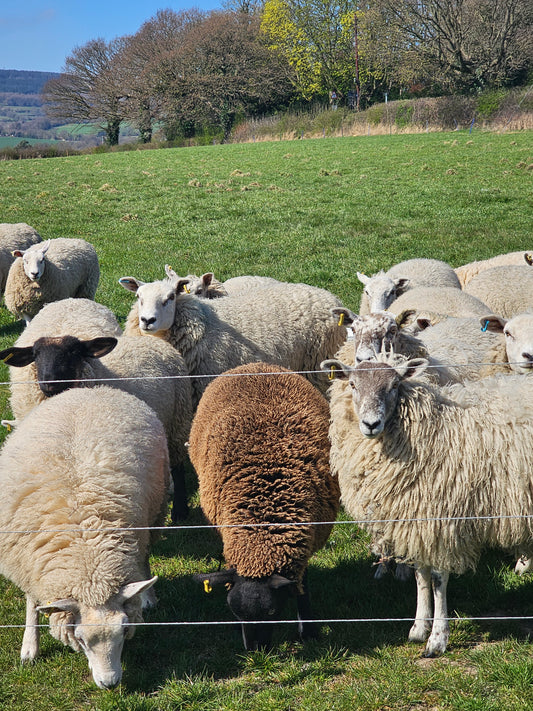 Raw wool fleece for gardening