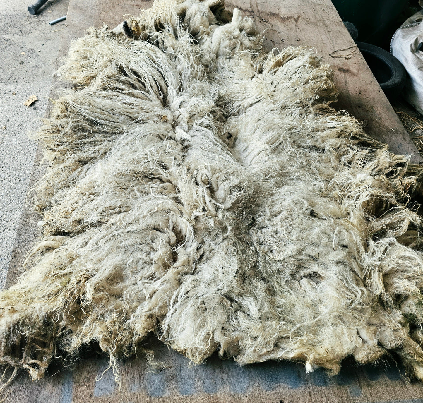 Valais Blacknose whole fleece (cotted) Raw