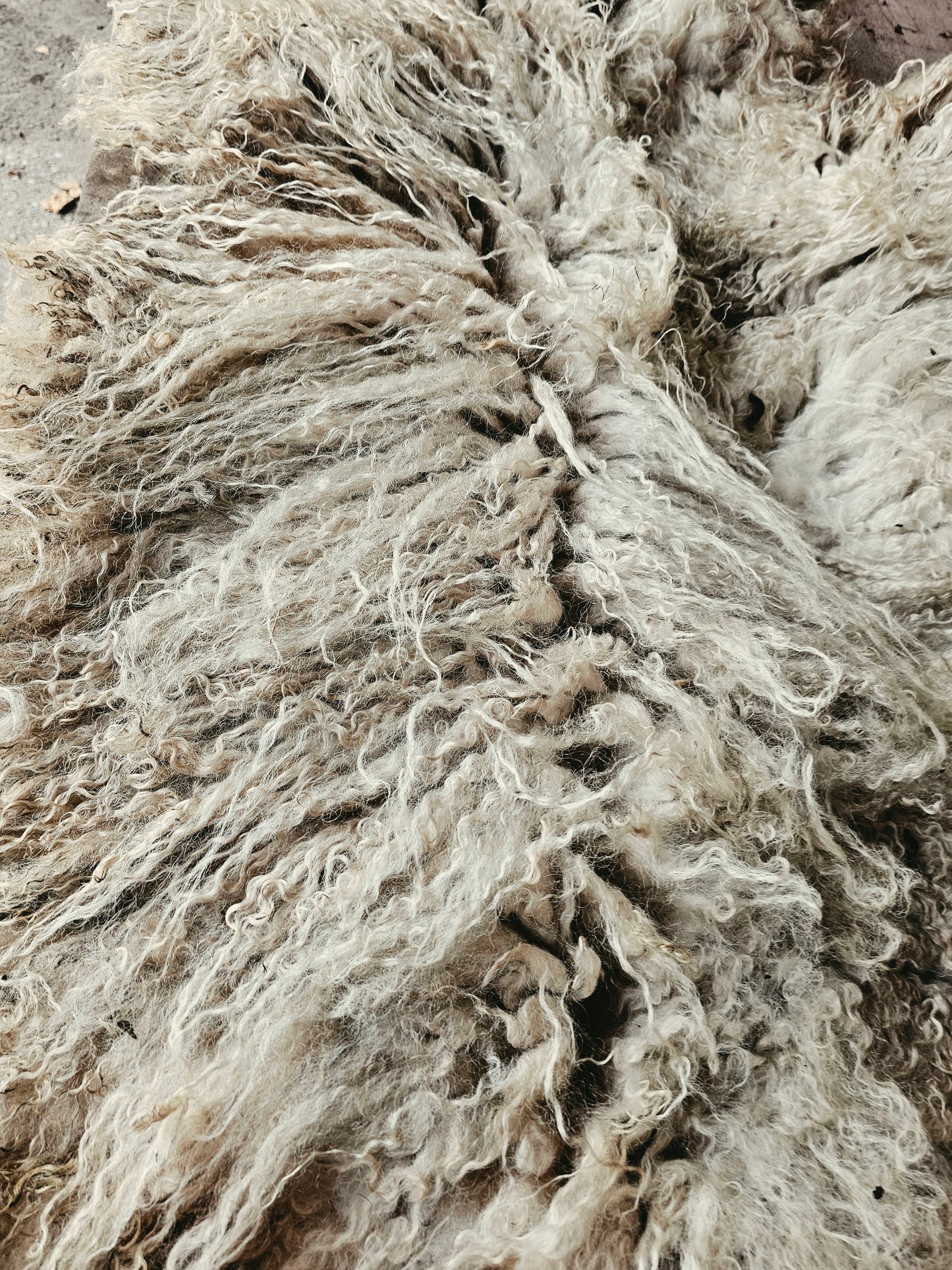 Valais Blacknose whole fleece (cotted) Raw