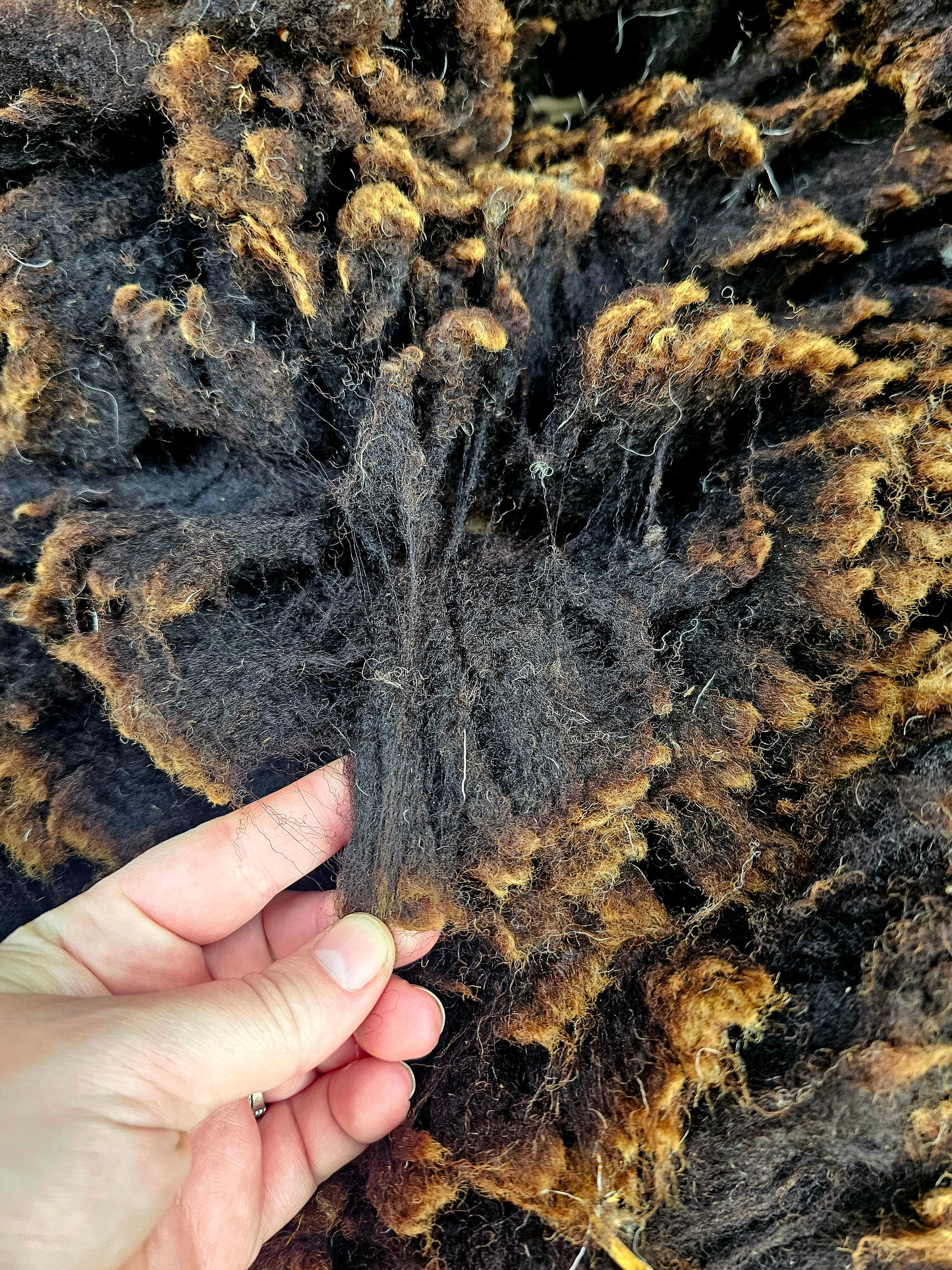 Zwartble Whole Raw Lambswool fleece (Baby Z)