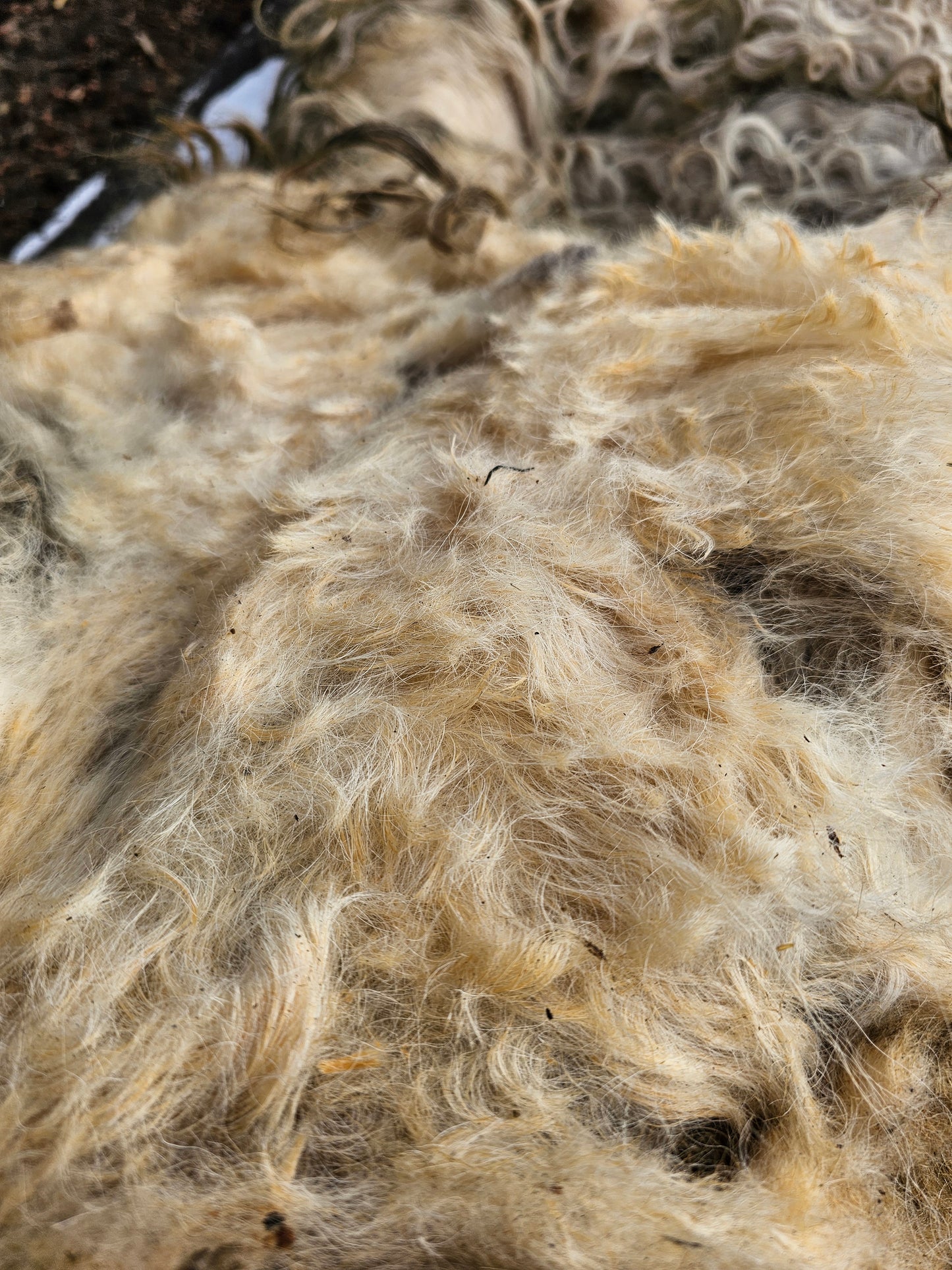 Greyfaced Dartmoor Whole Raw Lambswool fleece (Baby D)