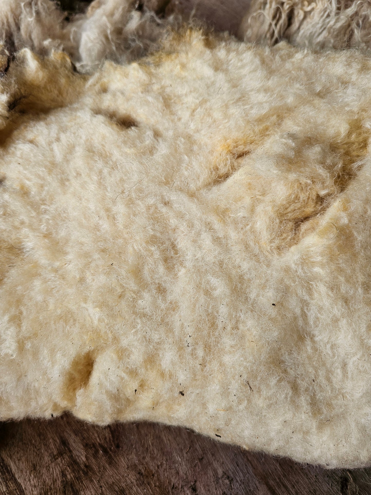 Valais Blacknose whole fleece (cotted) Raw