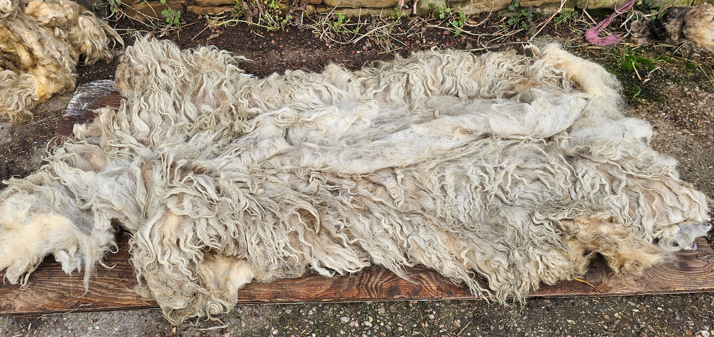 Valais Blacknose x Whole Raw Lambswool fleece (Miss Le-strange)
