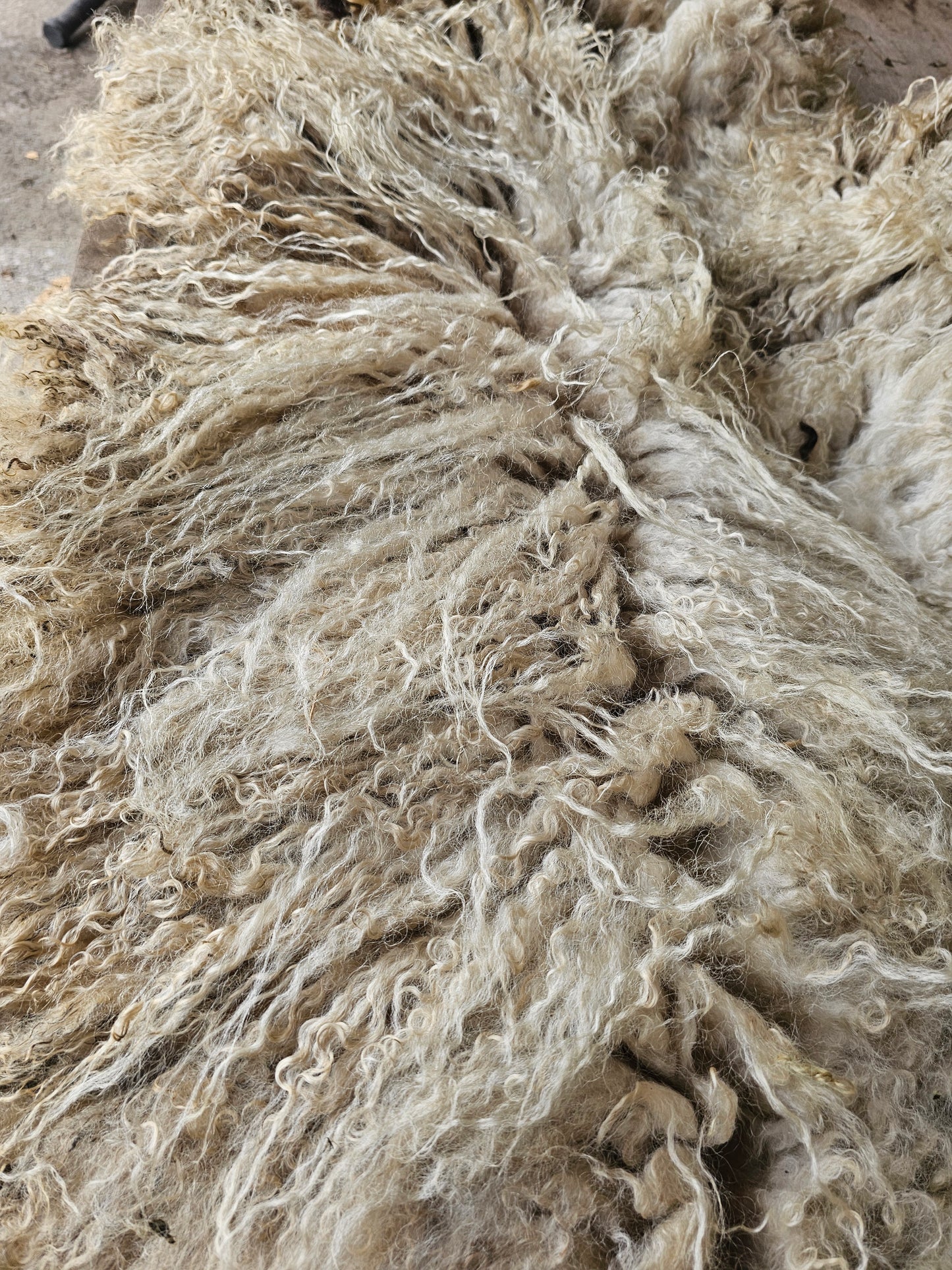 Valais Blacknose whole fleece (cotted) Raw