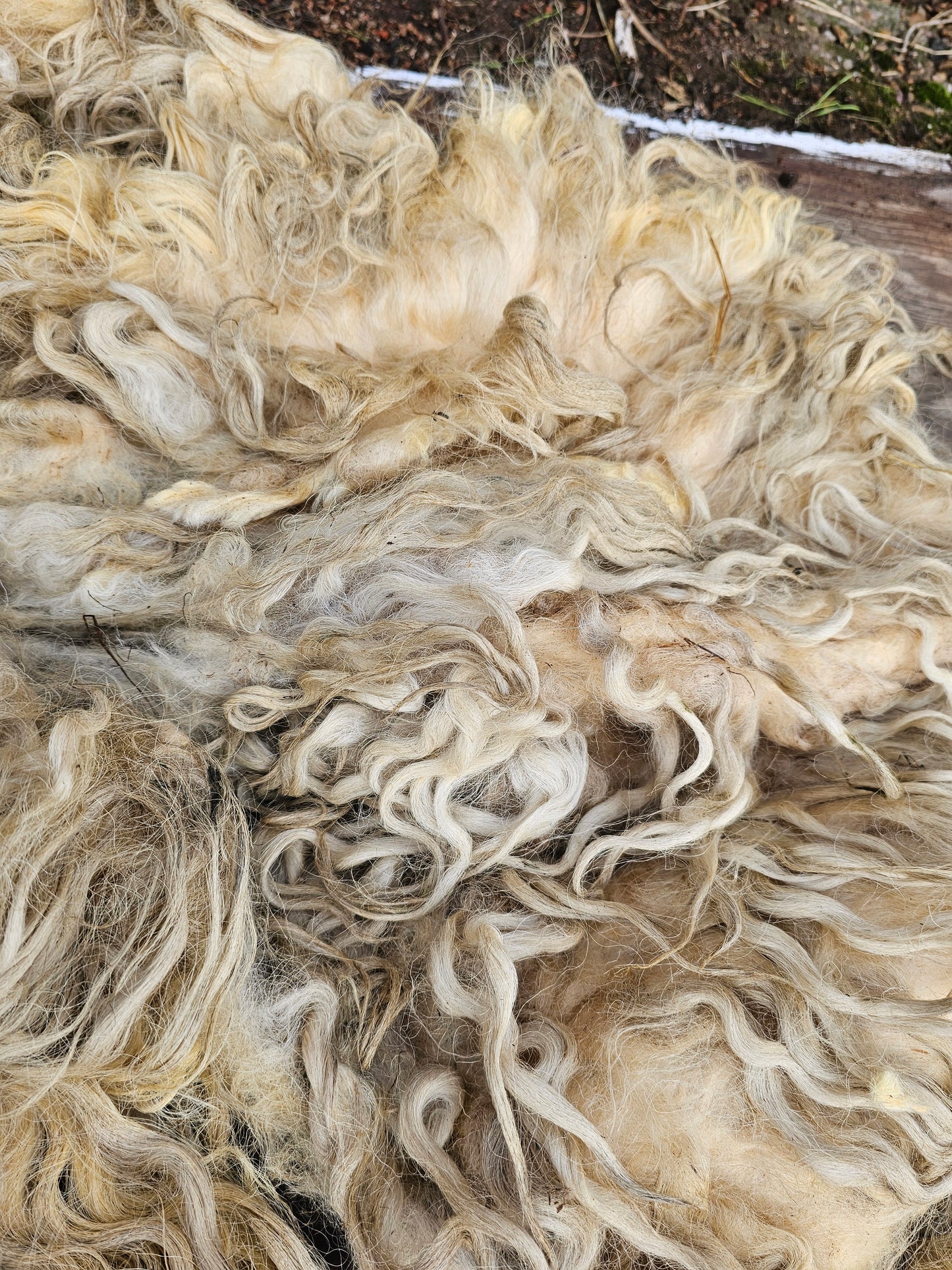 Dartmoor Whole Raw Sheeps wool fleece (Bahbra)