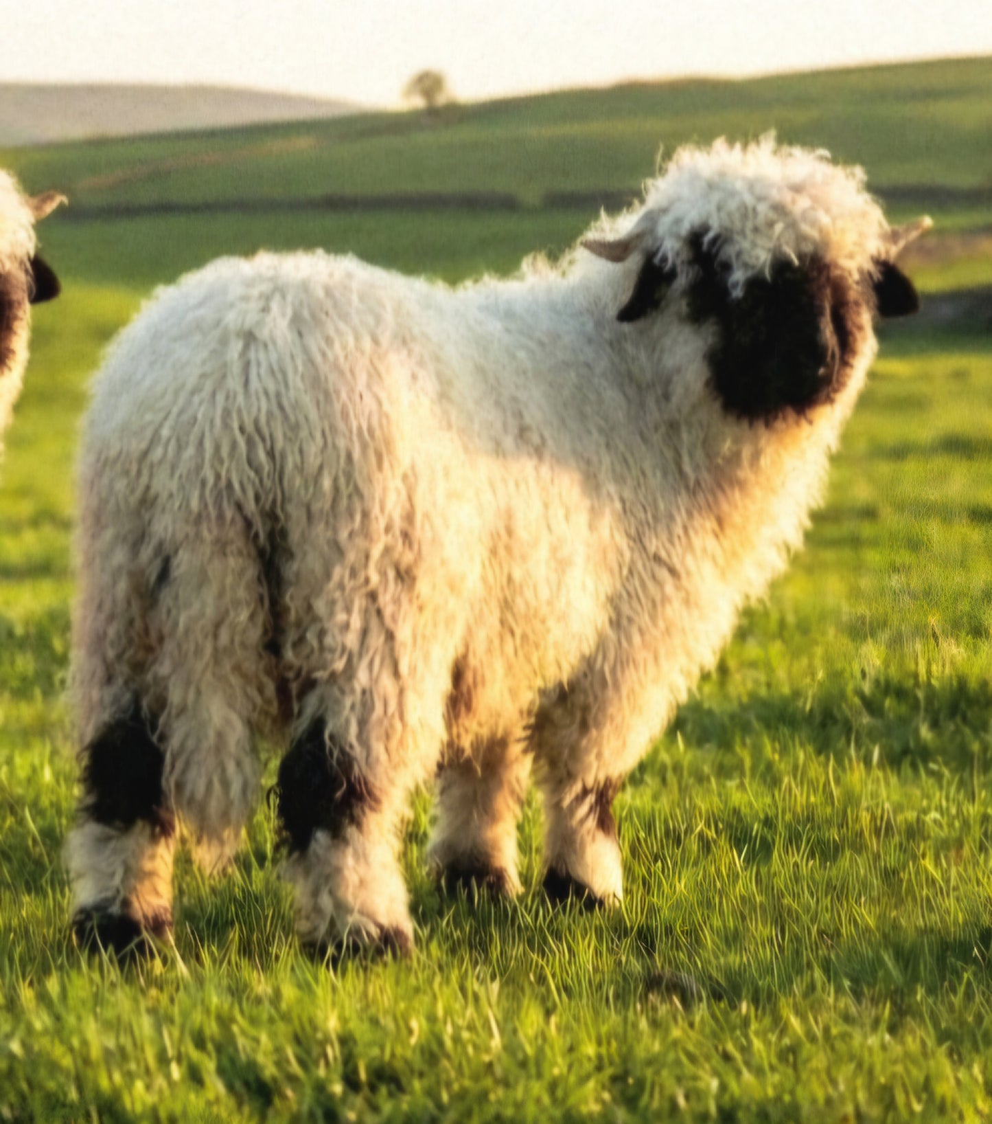 Valais Blacknose whole fleece (cotted) Raw