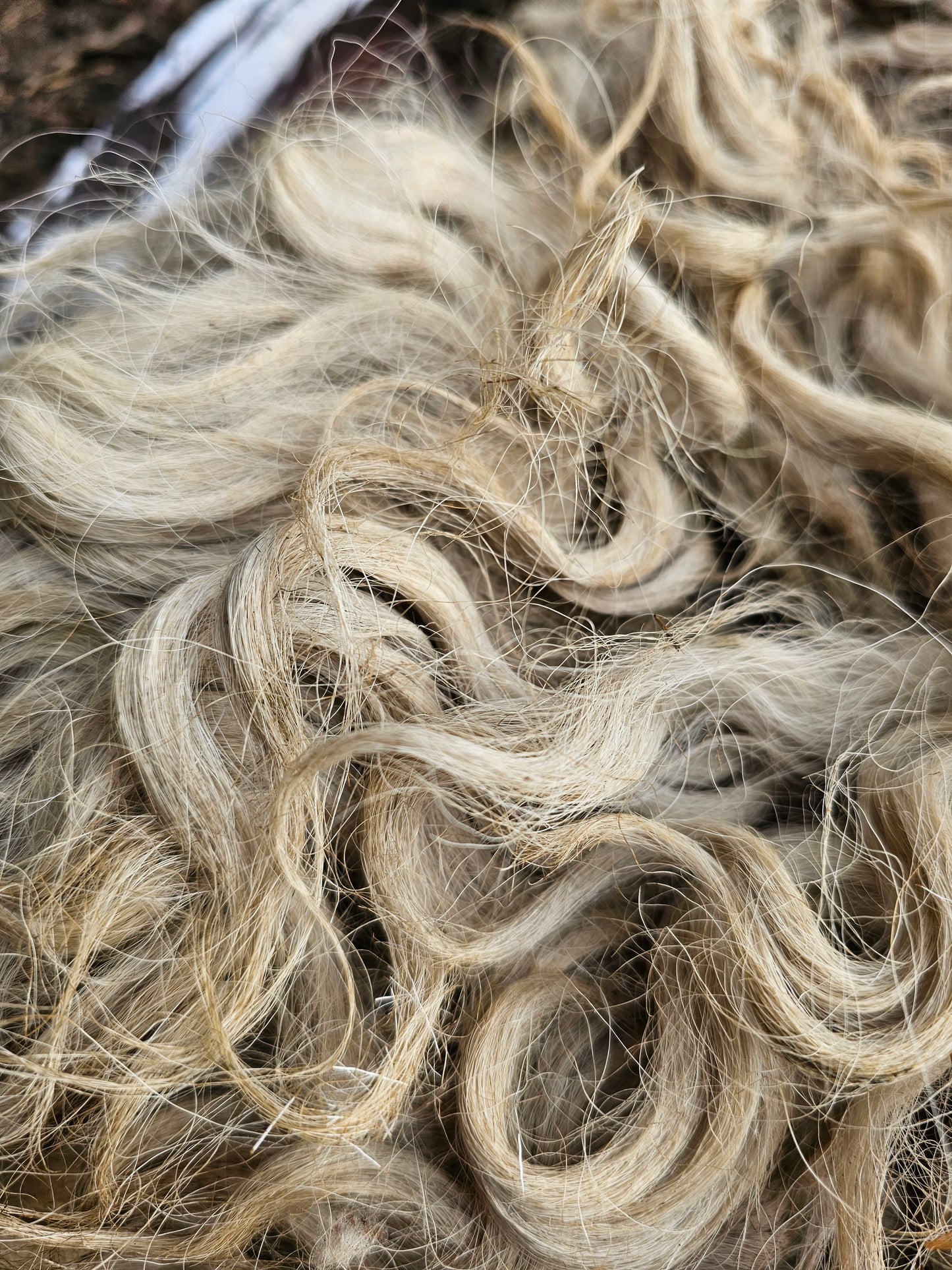 Greyfaced Dartmoor Whole Raw Lambswool fleece (Baby D)