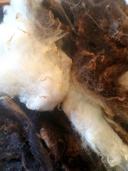 Washed Jacob sheep's wool