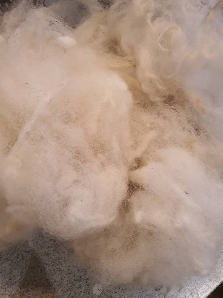 Shetland sheep fleece. White wool (washed)