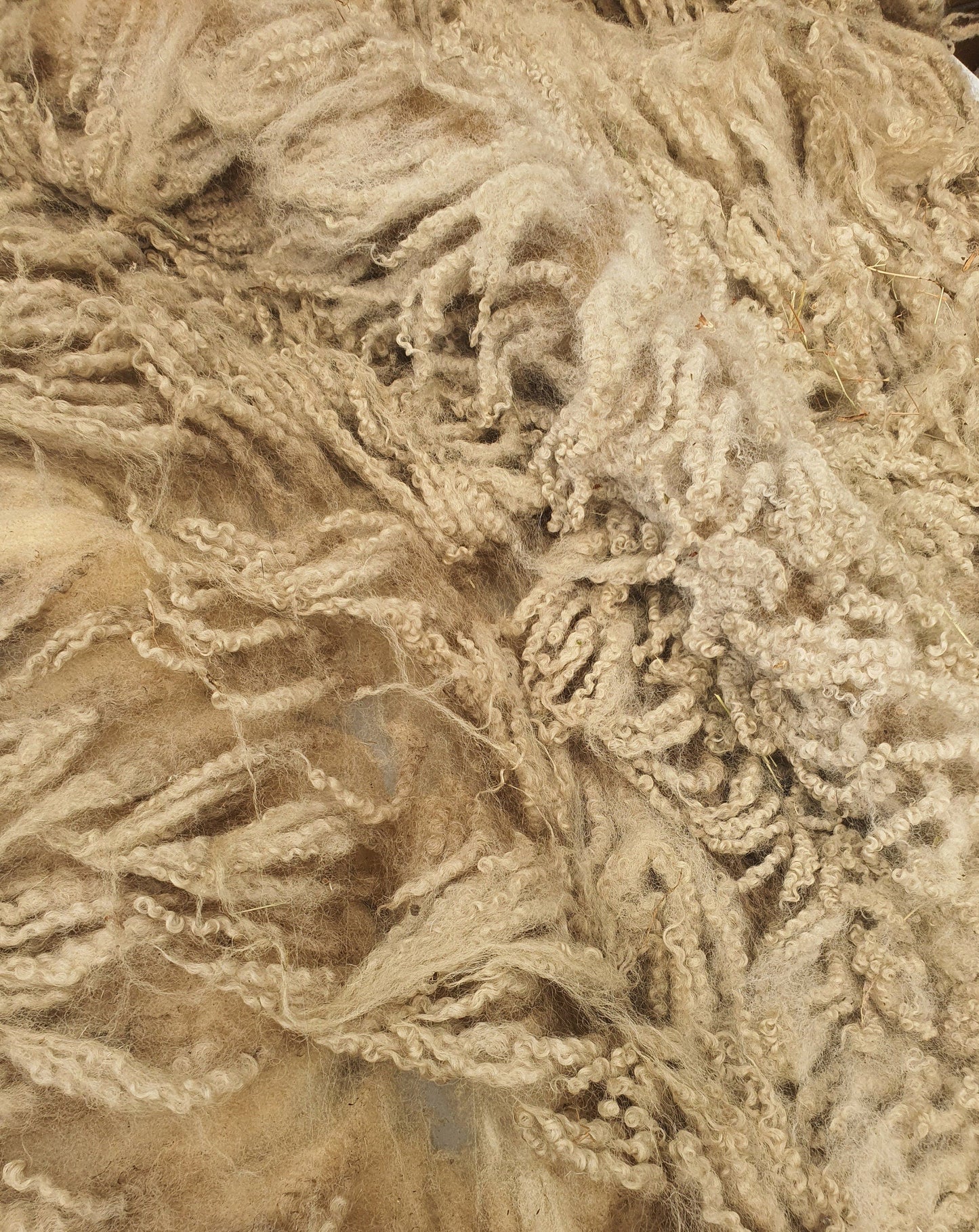 Lleyn- Whole Raw sheep fleece for crafts.