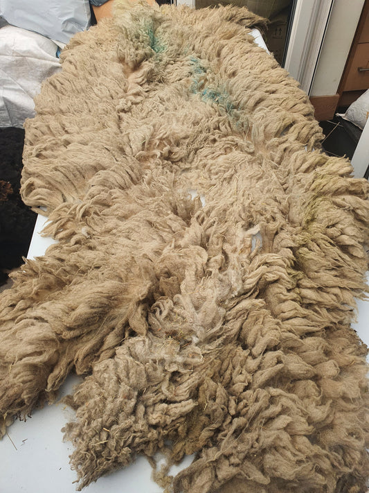 Whole Raw sheep fleece- Texel sheep fleece for crafts spinning, felting , stuffing.