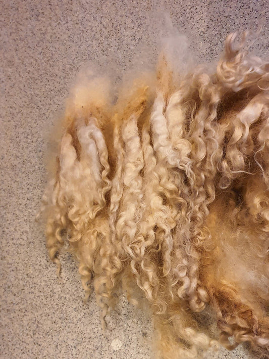 Cotswold wool locks. Spinning, felting, dolls hair. (Raw wool/unwashed)